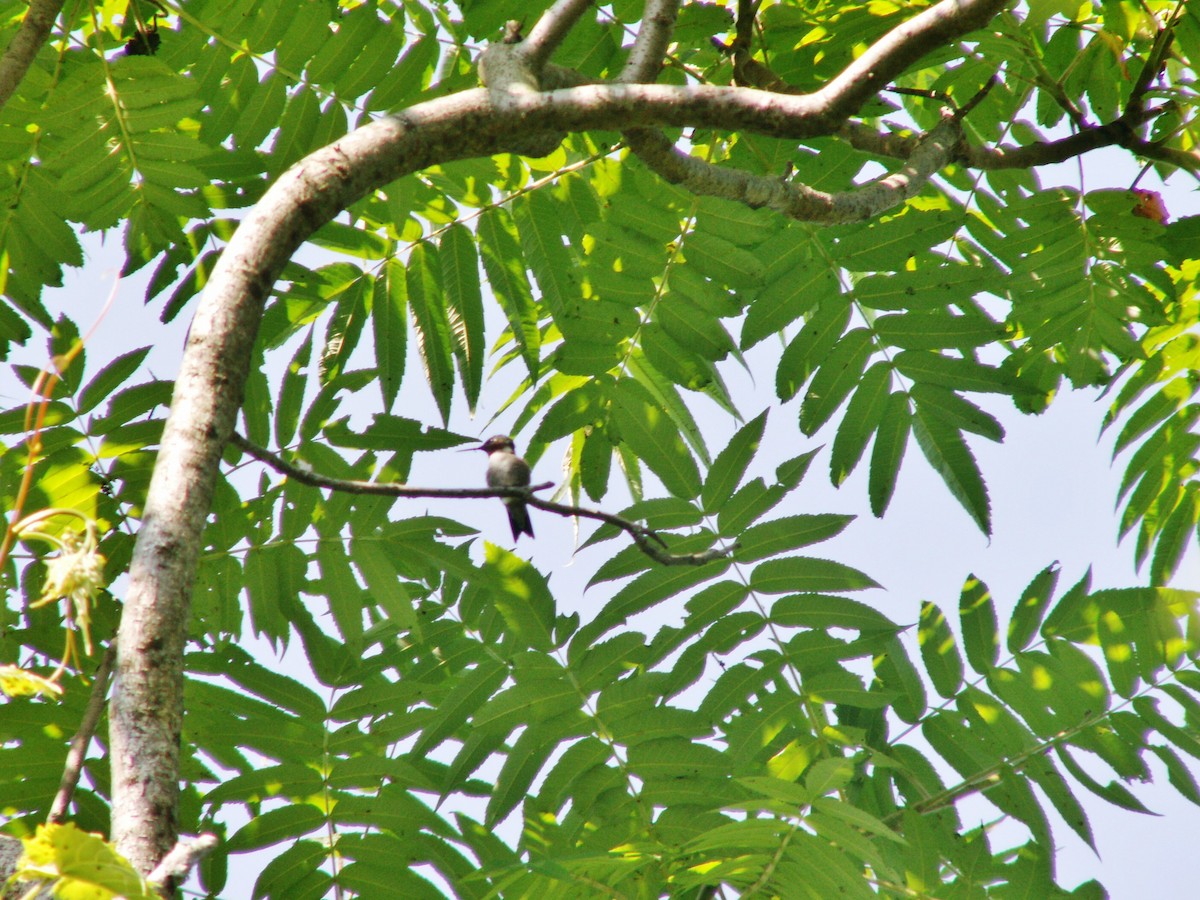 Ruby-throated Hummingbird - ML646852393