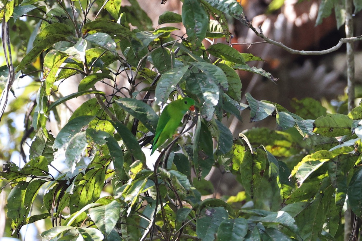 ミドリサトウチョウ - ML646852394