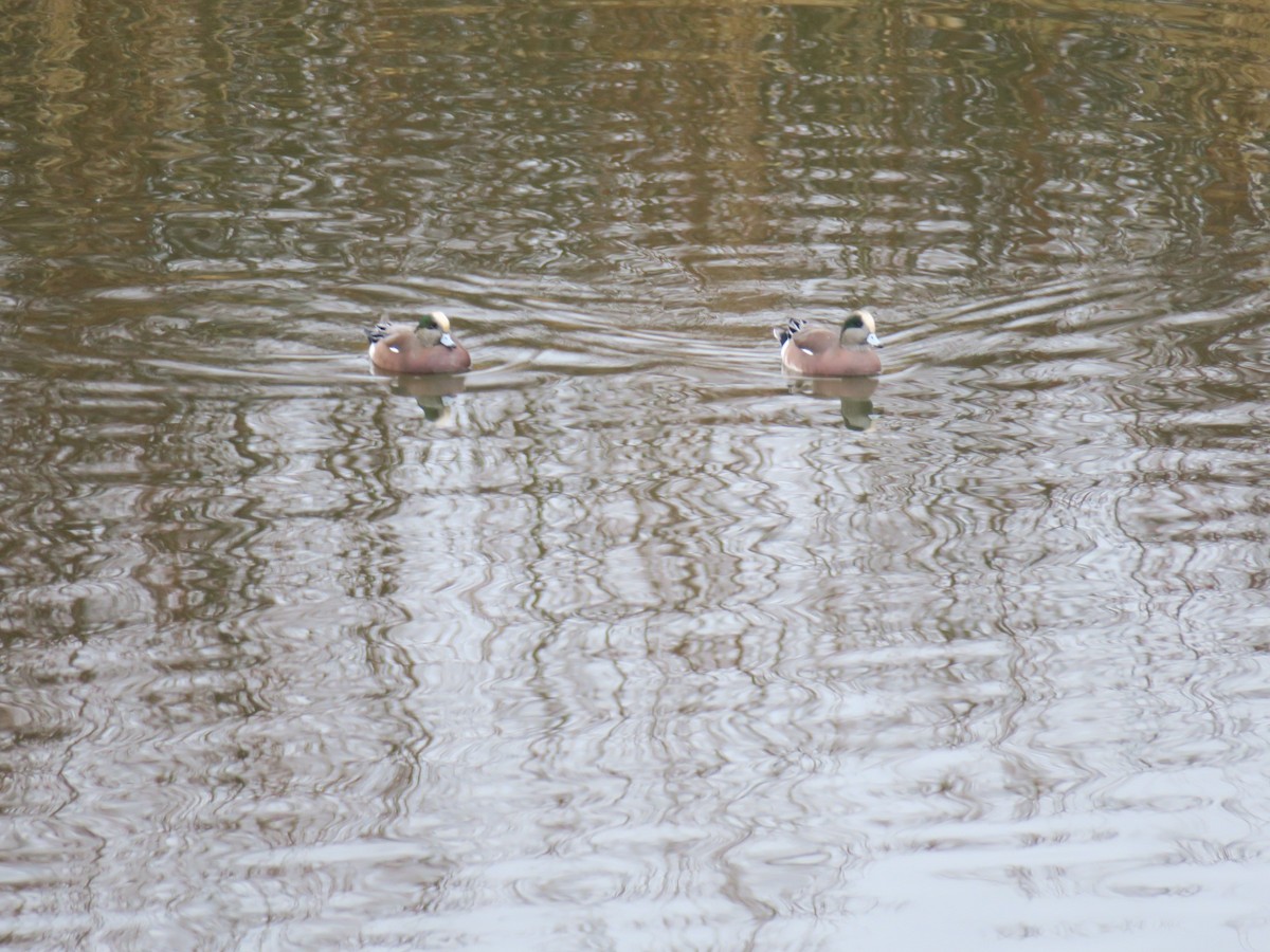 Canard d'Amérique - ML646852395