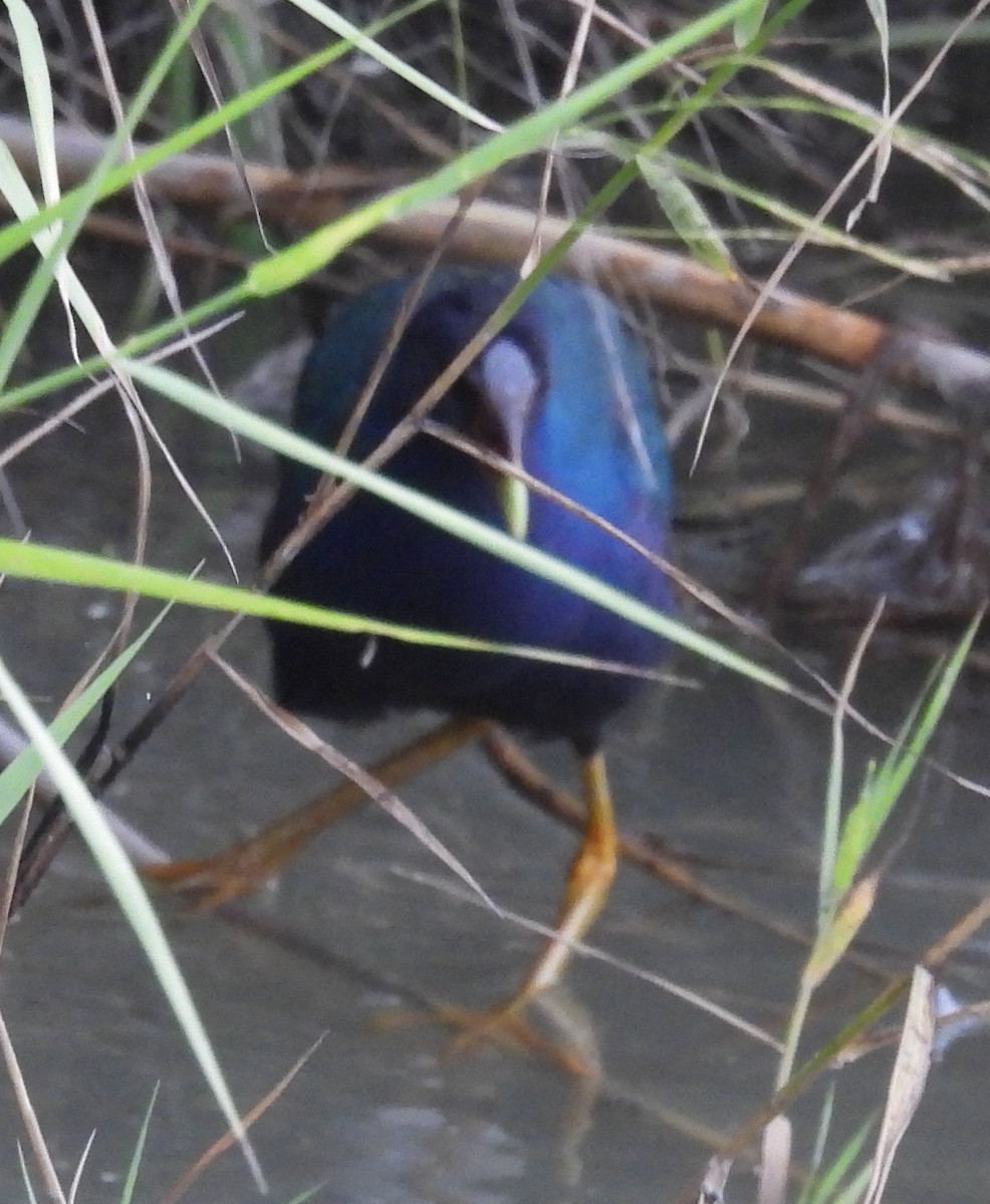 Uroilo urdin amerikarra - ML646852402