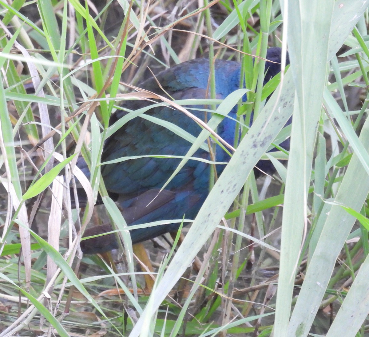 Uroilo urdin amerikarra - ML646852403