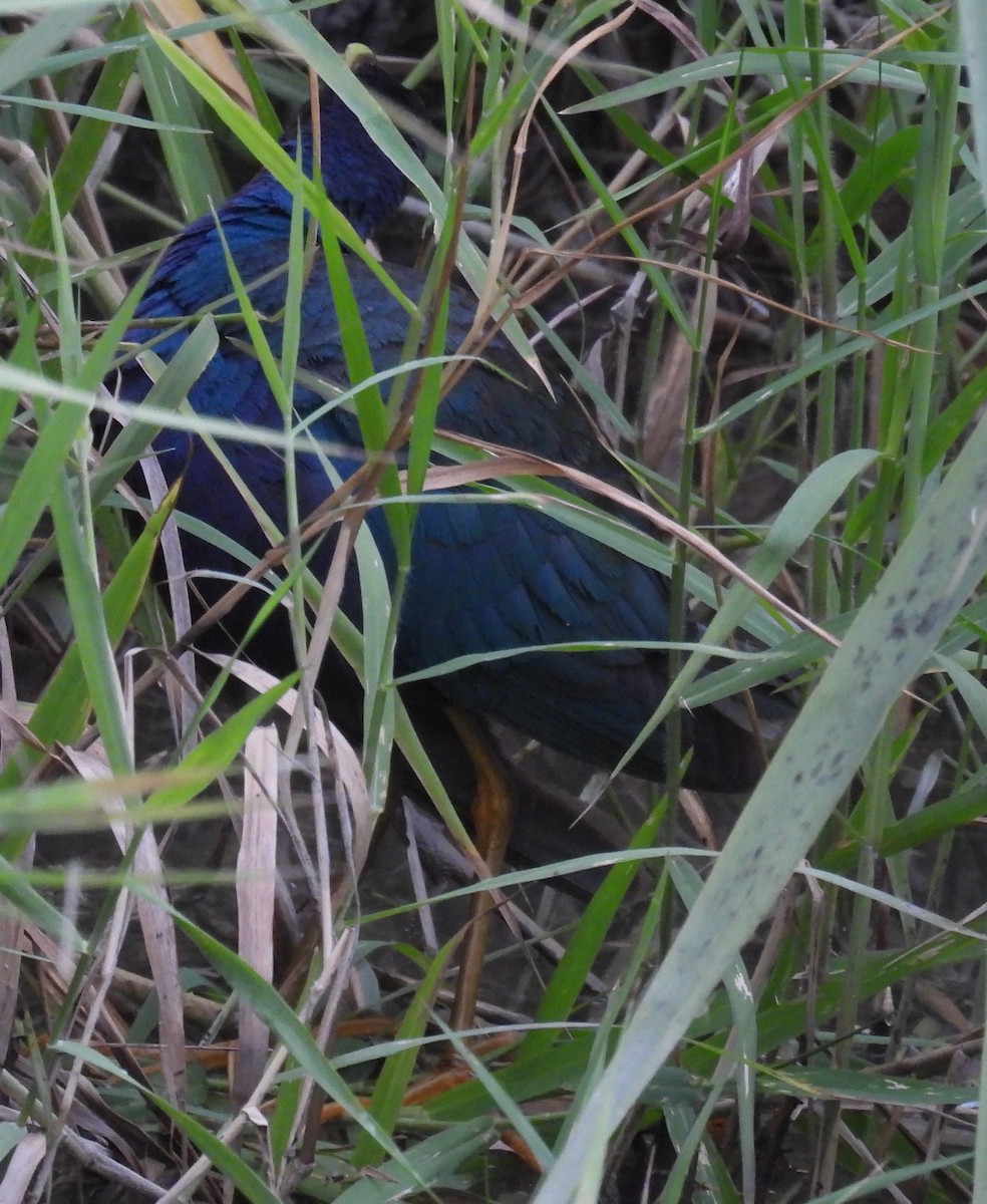 Uroilo urdin amerikarra - ML646852404