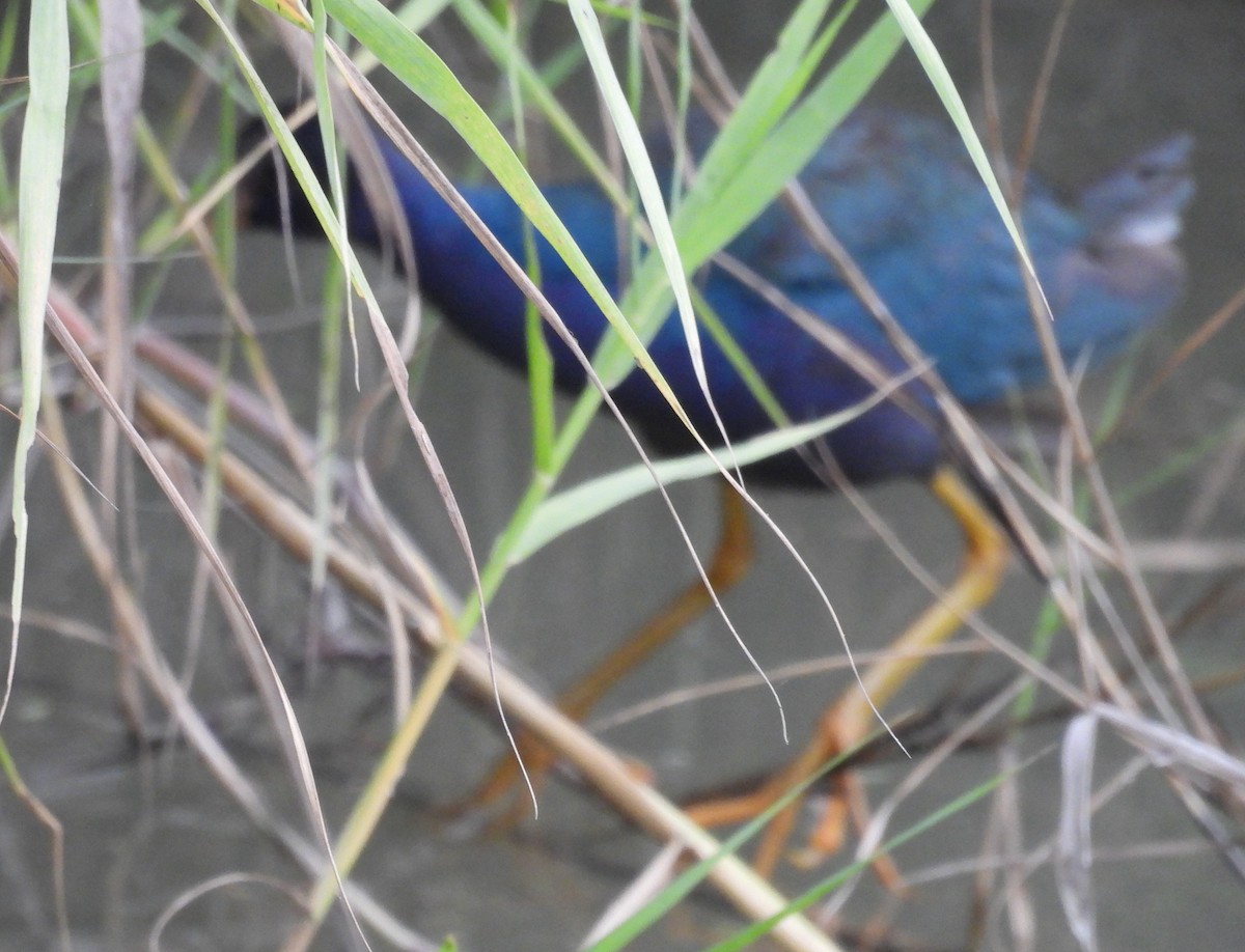 Uroilo urdin amerikarra - ML646852405