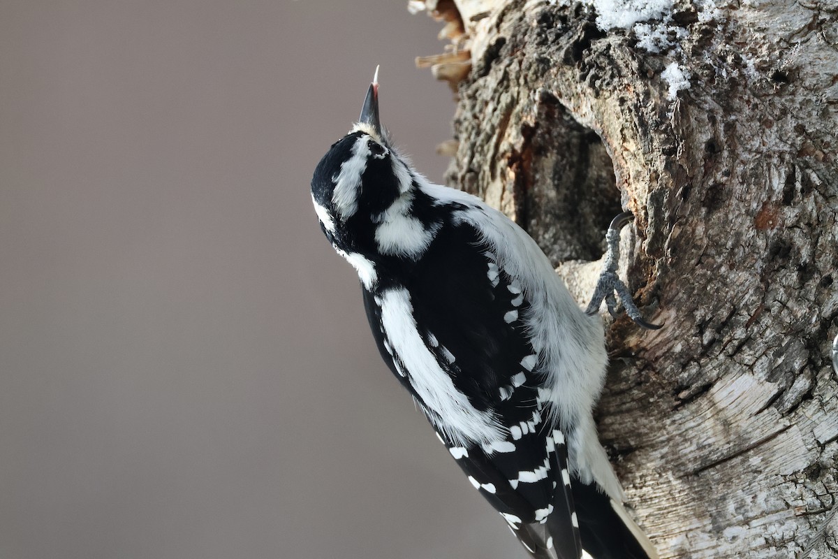 Pico Pubescente - ML646852406