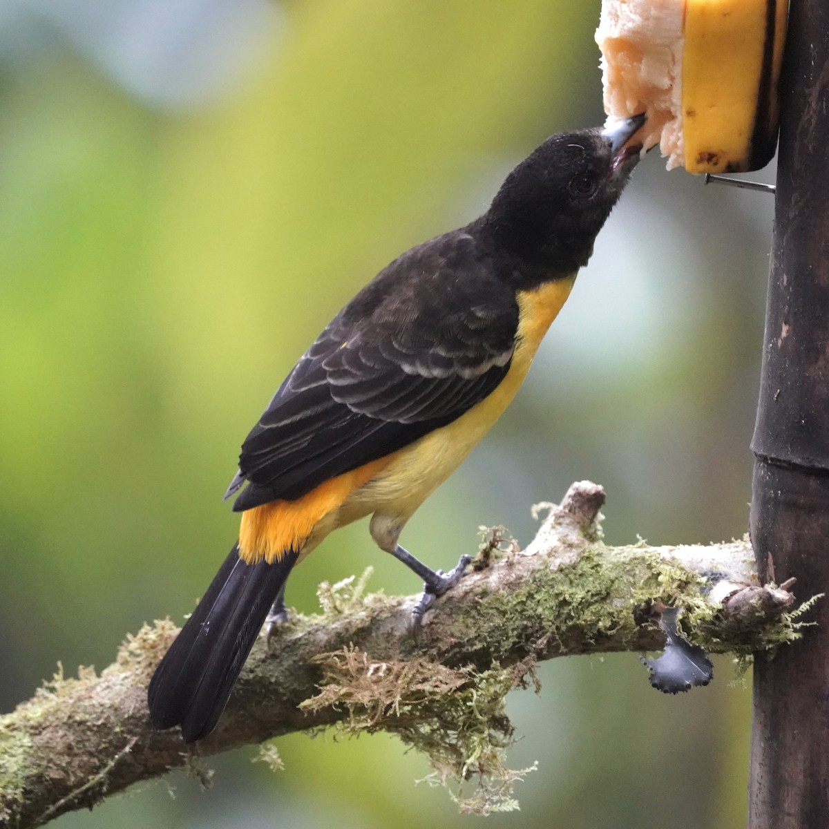 Flame-rumped Tanager (Flame-rumped) - ML646852408