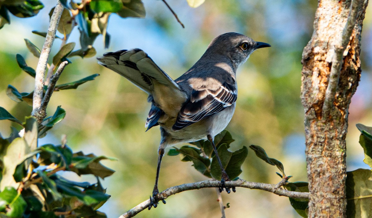 Northern Mockingbird - ML646852411