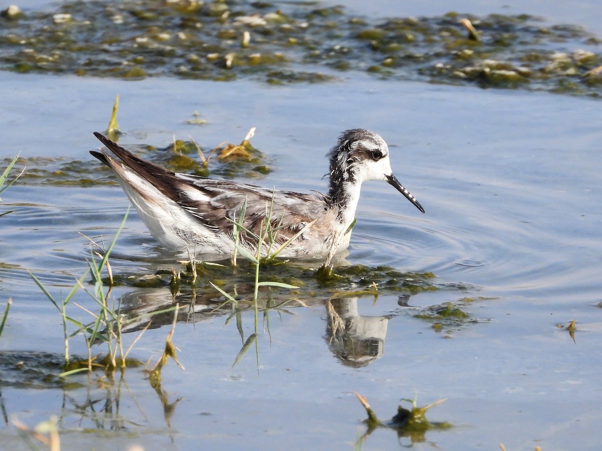 Red-necked Phalarope - ML646852413