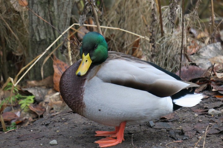 Canard colvert - ML646852415