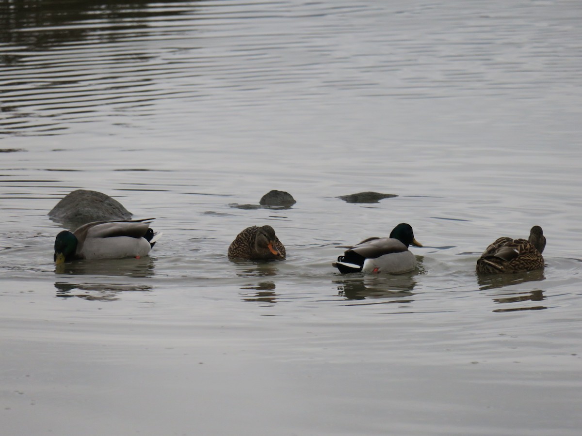 Canard colvert - ML646852416