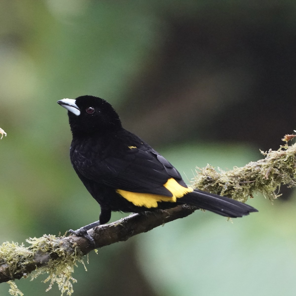 Flame-rumped Tanager (Lemon-rumped) - ML646852417