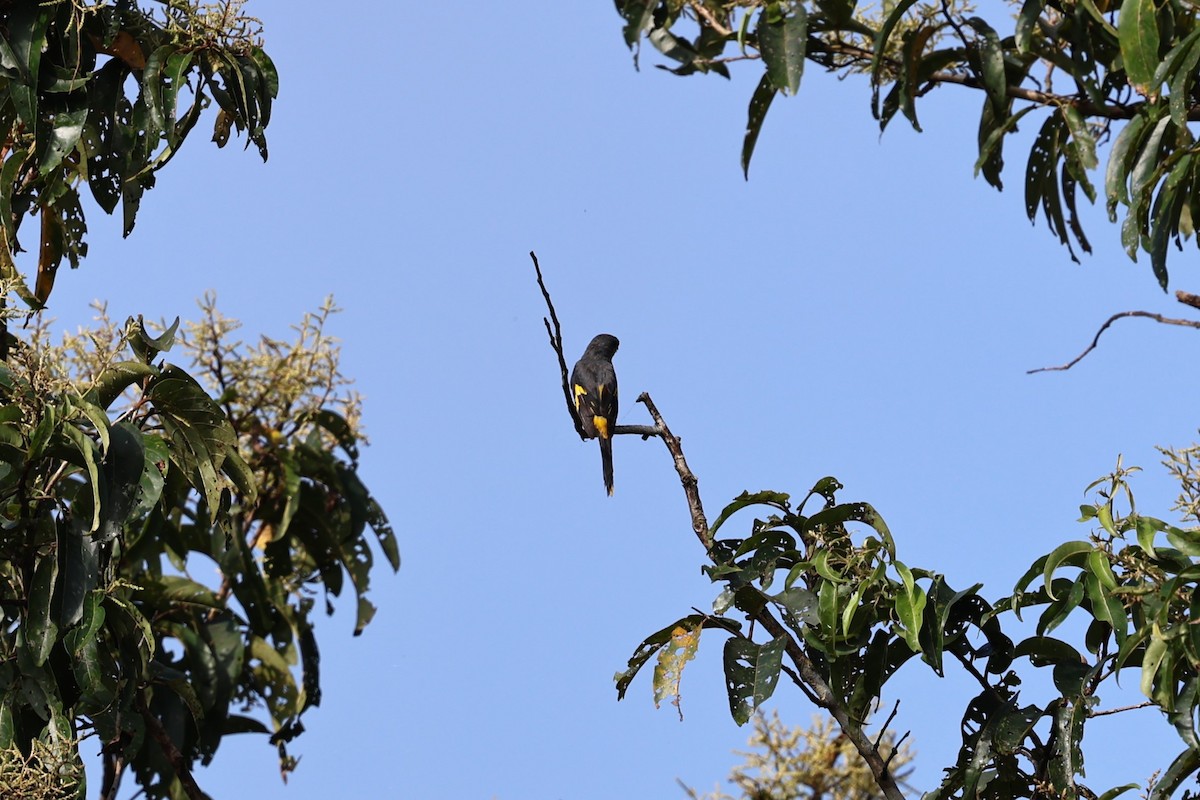 ヒイロサンショウクイ - ML646852418