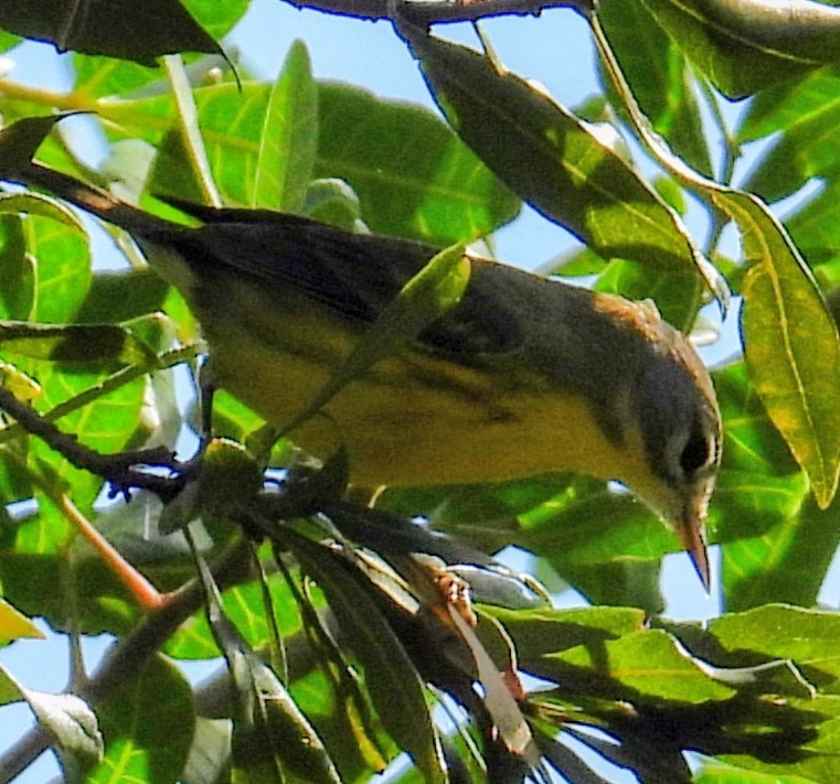 Prairie Warbler - ML646852419