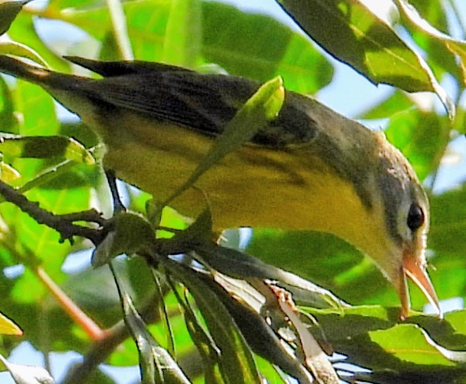 Prairie Warbler - ML646852420