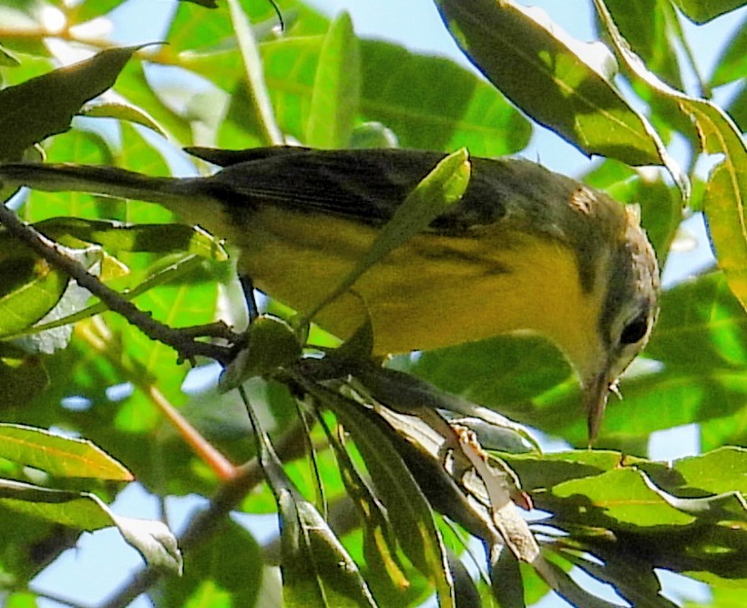 Prairie Warbler - ML646852421