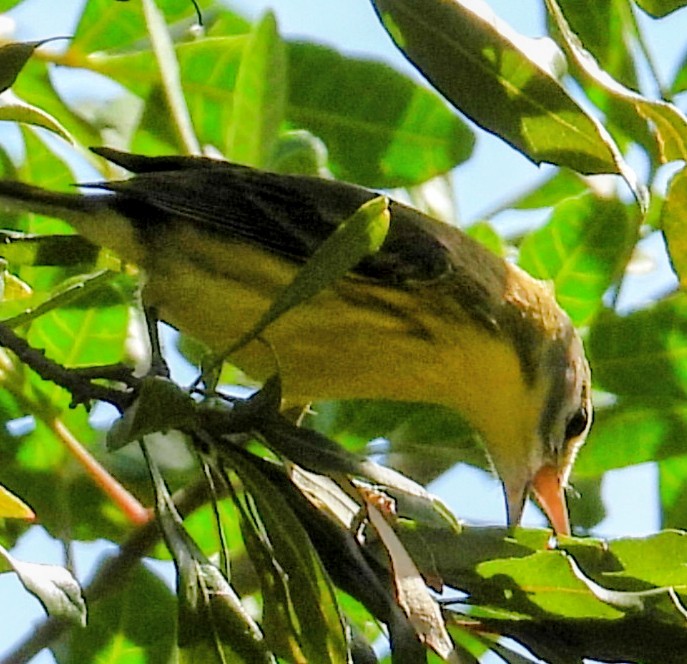 Prairie Warbler - ML646852422