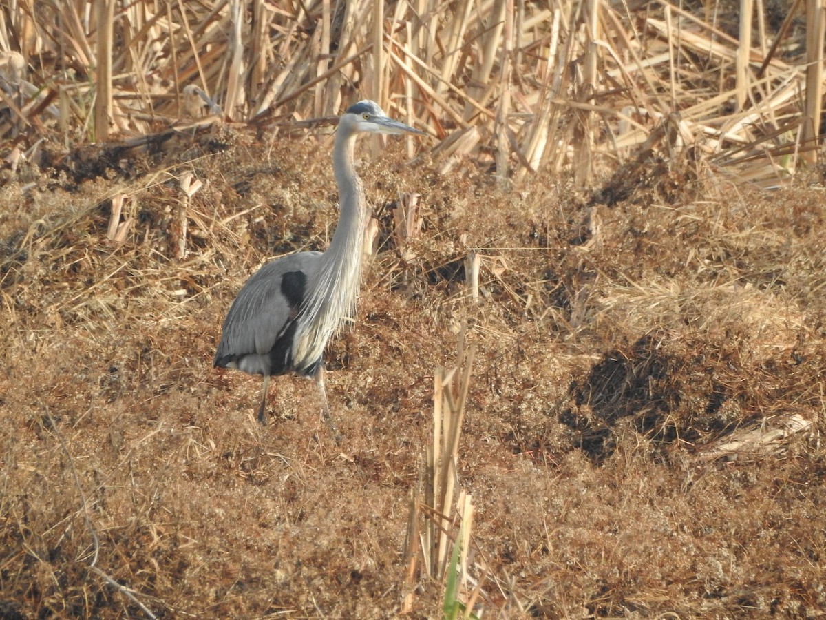 Great Blue Heron - ML646852424