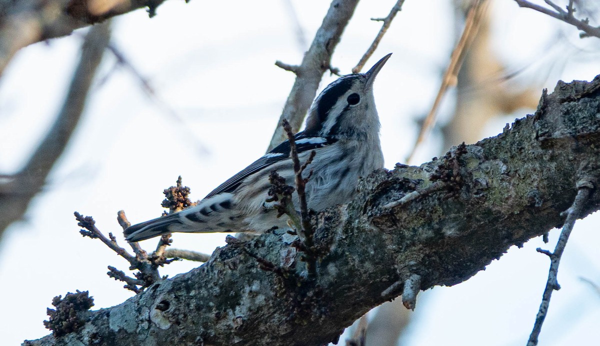 Black-and-white Warbler - ML646852425