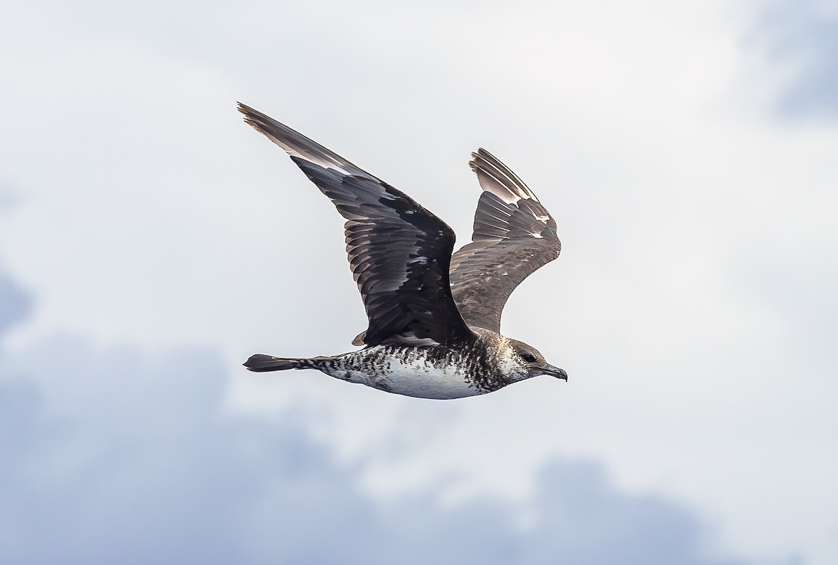 Pomarine Jaeger - ML646852426