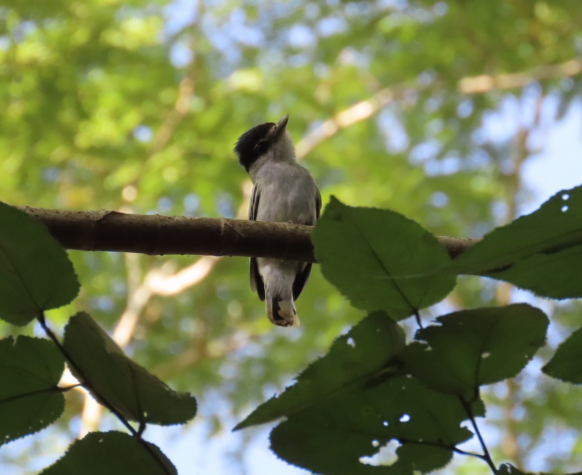 Orta Amerika Bekardı - ML646852428