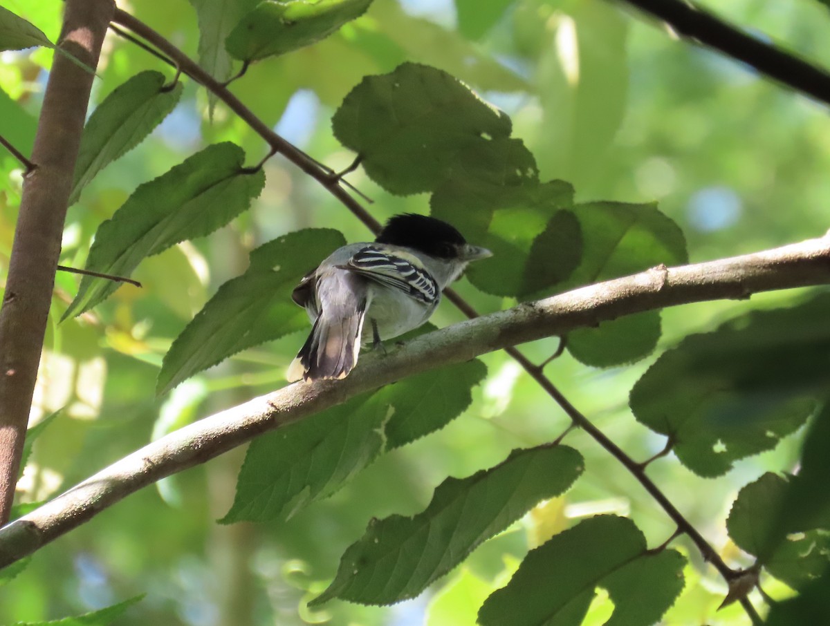 Orta Amerika Bekardı - ML646852429