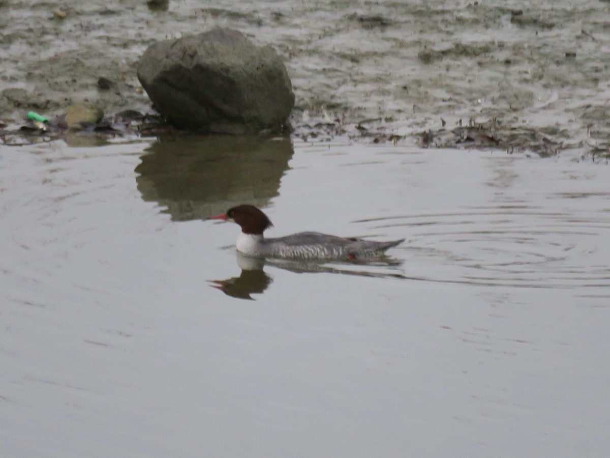 Grand Harle - ML646852430