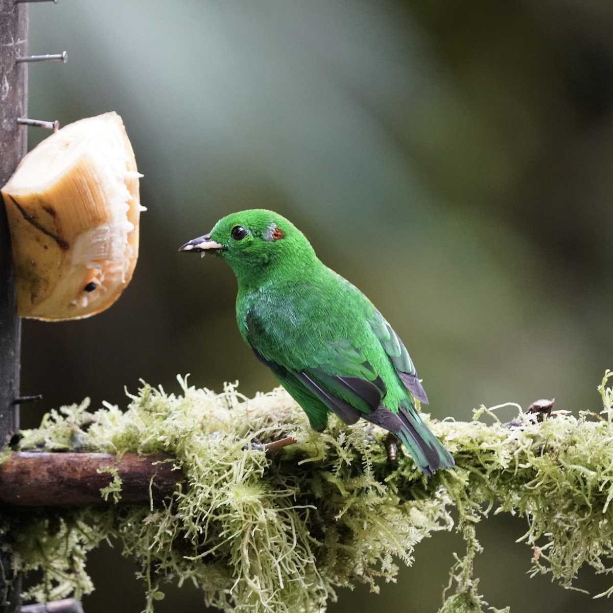 Glistening-green Tanager - ML646852431