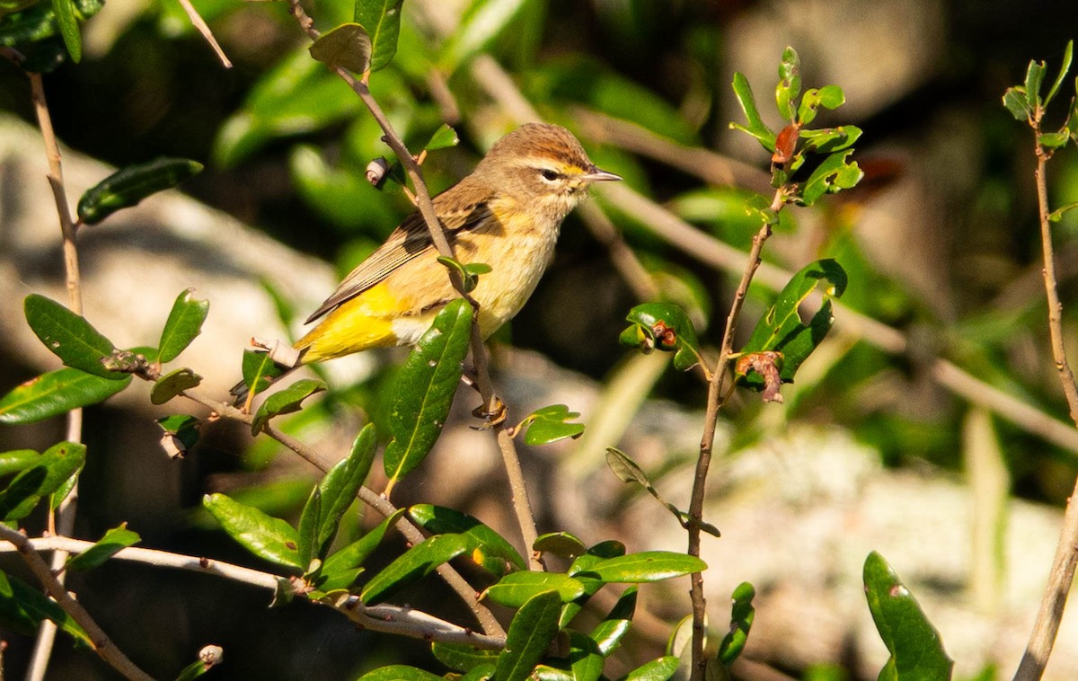 Palm Warbler - ML646852432