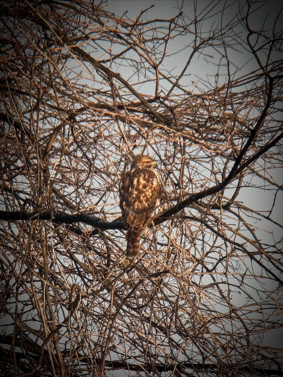 Red-shouldered Hawk - ML646852435