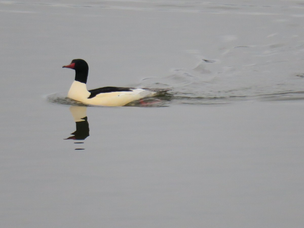 Grand Harle - ML646852437