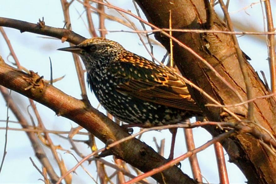 Шпак звичайний - ML646852441