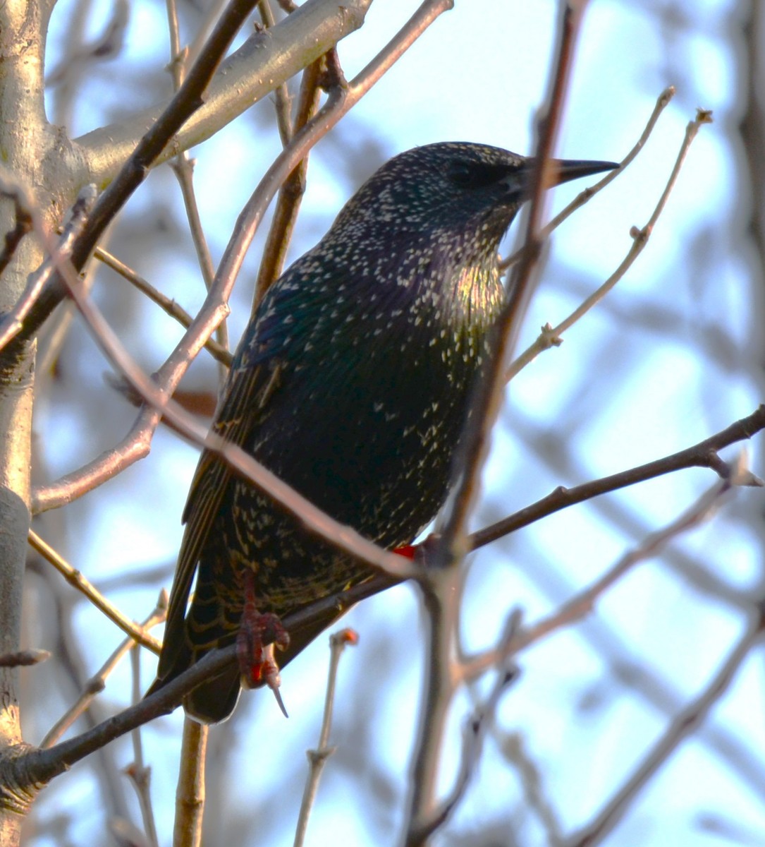 Шпак звичайний - ML646852442