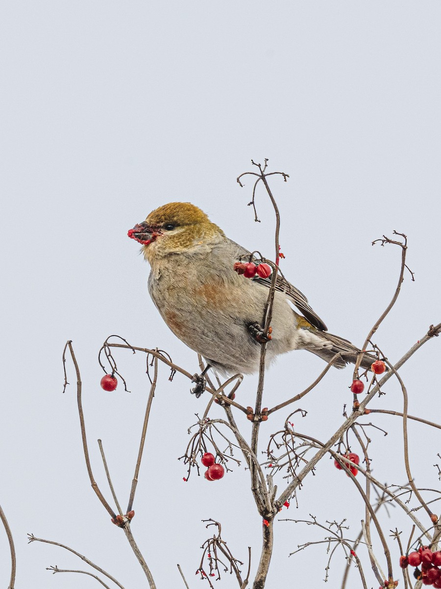 Pinu-gailupa - ML646852443