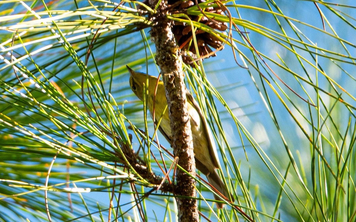 Pine Warbler - ML646852444