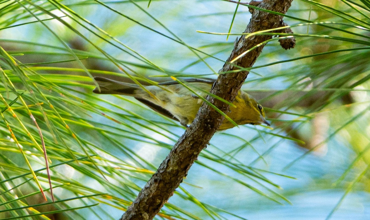 Pine Warbler - ML646852445