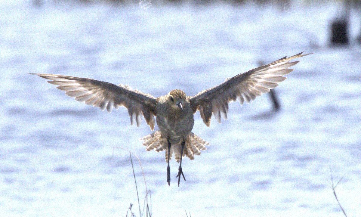 Sharp-tailed Sandpiper - ML646852447