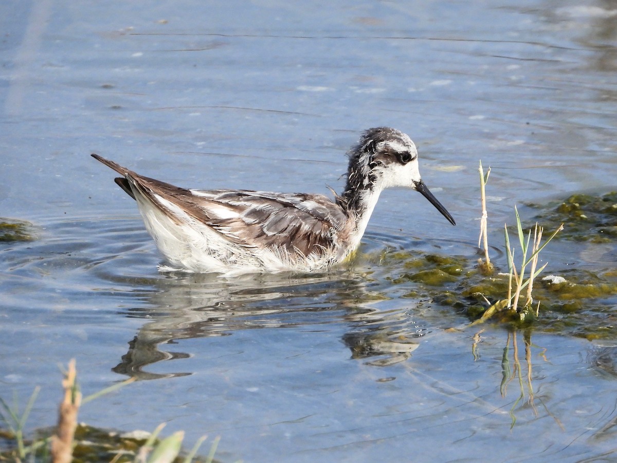 Red-necked Phalarope - ML646852448