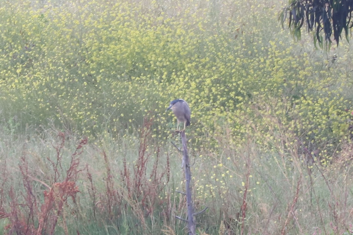 natthegre - ML646852450