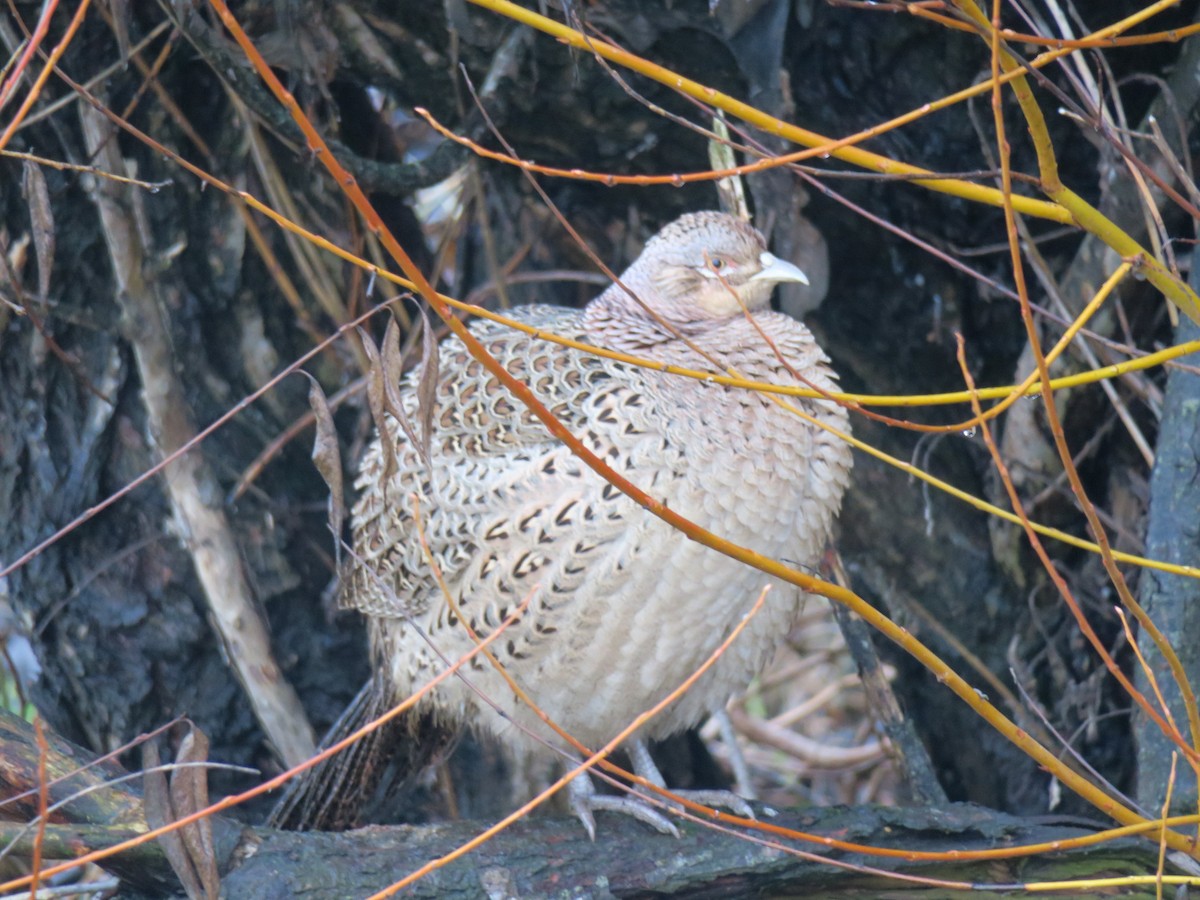 Faisan de Colchide - ML646852451