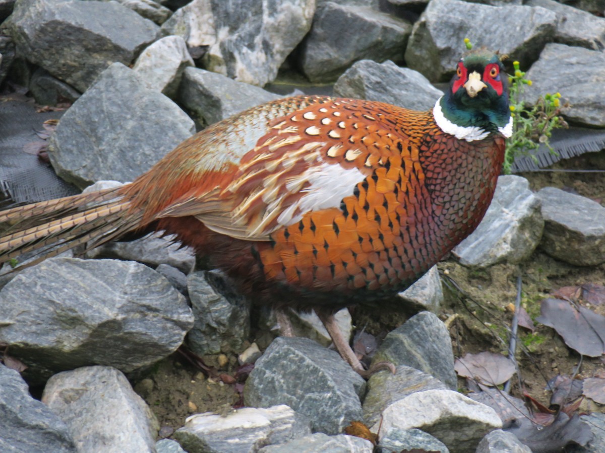 Faisan de Colchide - ML646852452