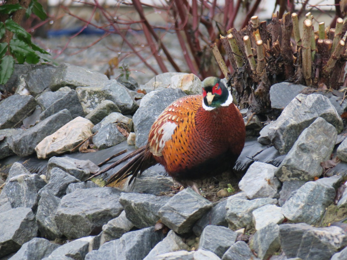 Faisan de Colchide - ML646852453