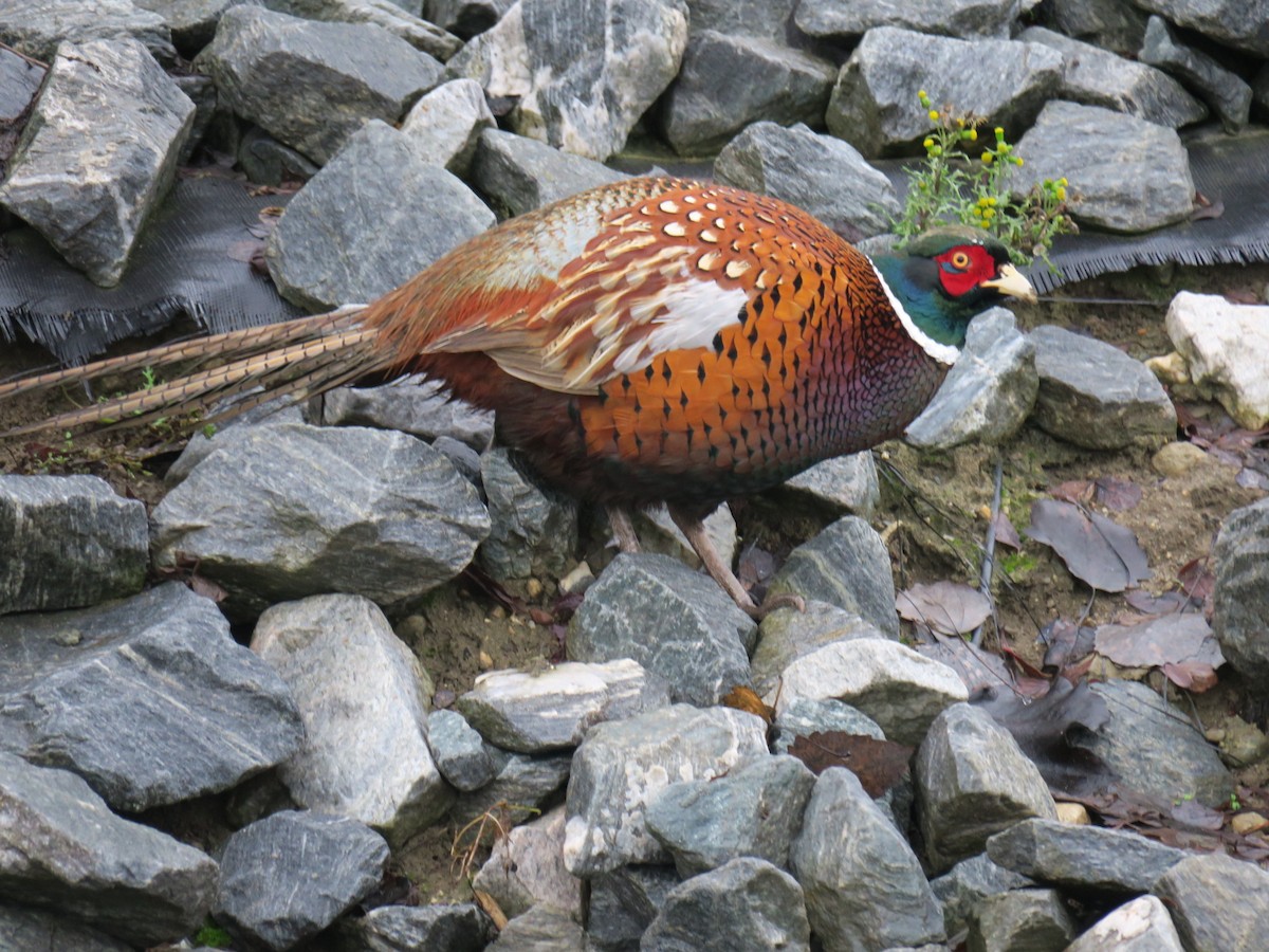 Faisan de Colchide - ML646852454