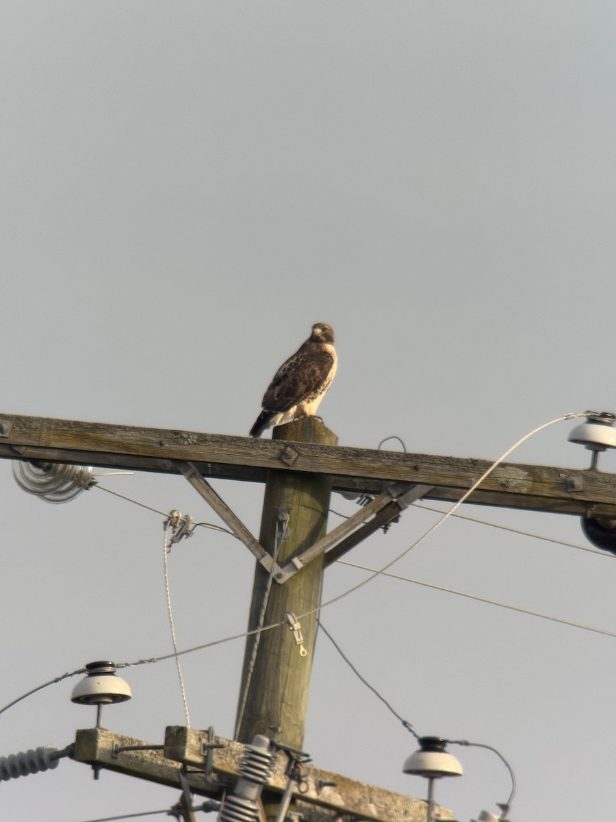 Red-tailed Hawk - ML646852456