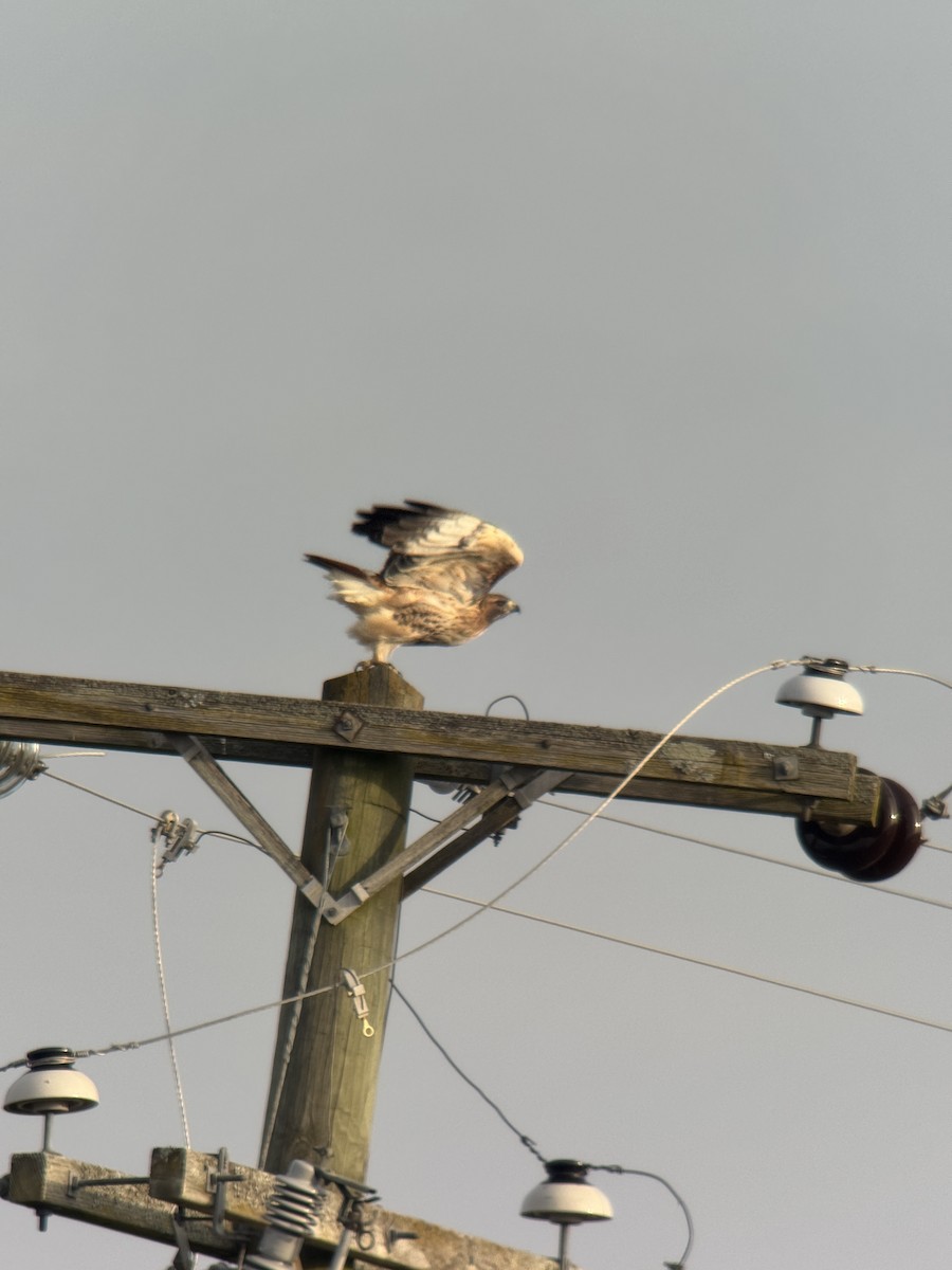 Red-tailed Hawk - ML646852457
