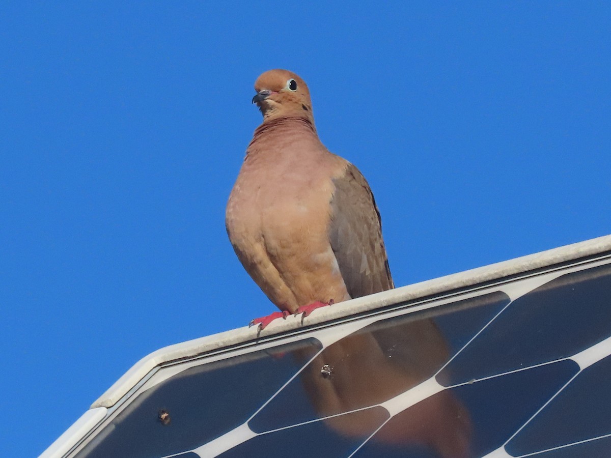 ナゲキバト - ML646852461