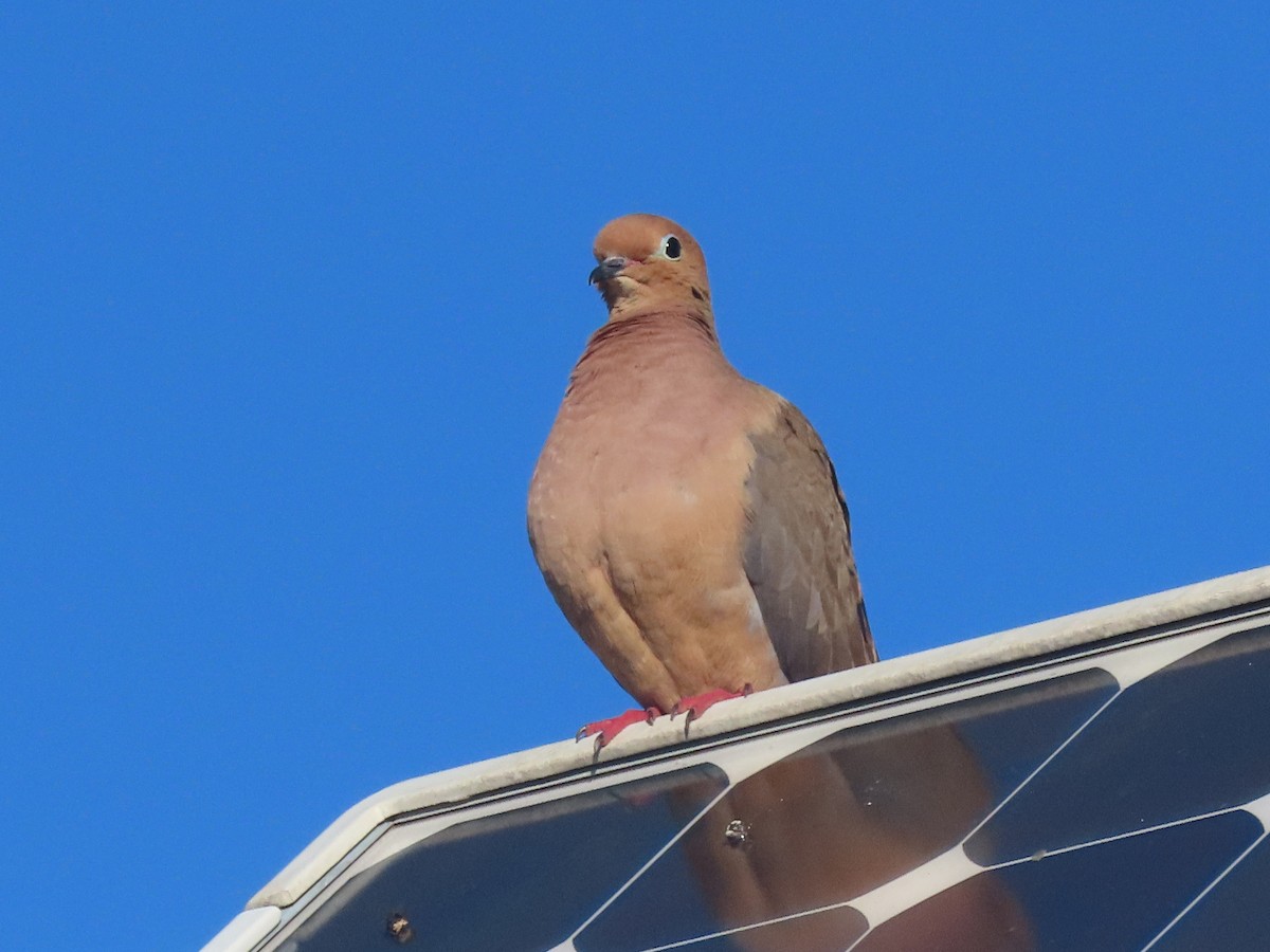 ナゲキバト - ML646852462