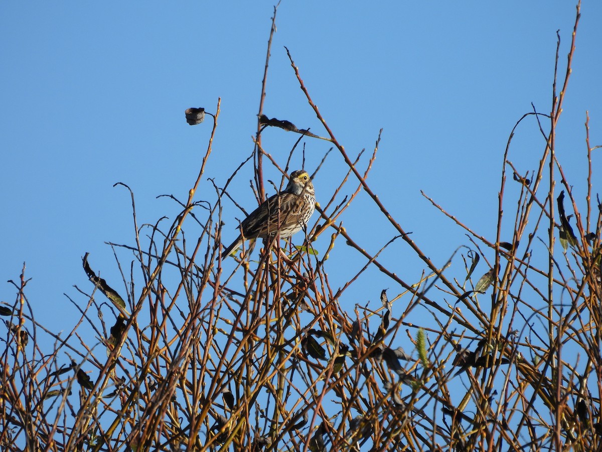 Savannah Sparrow - ML646852463
