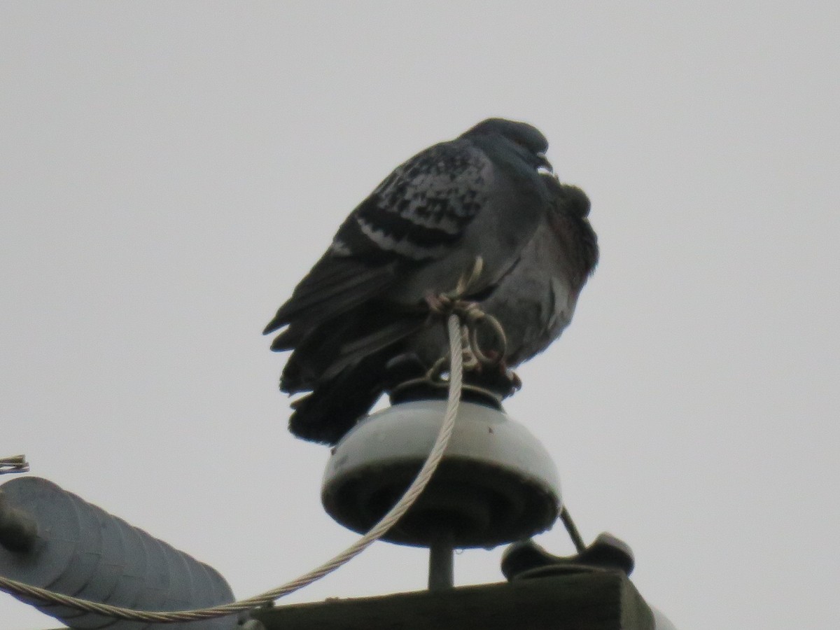 Pigeon biset (forme domestique) - ML646852464