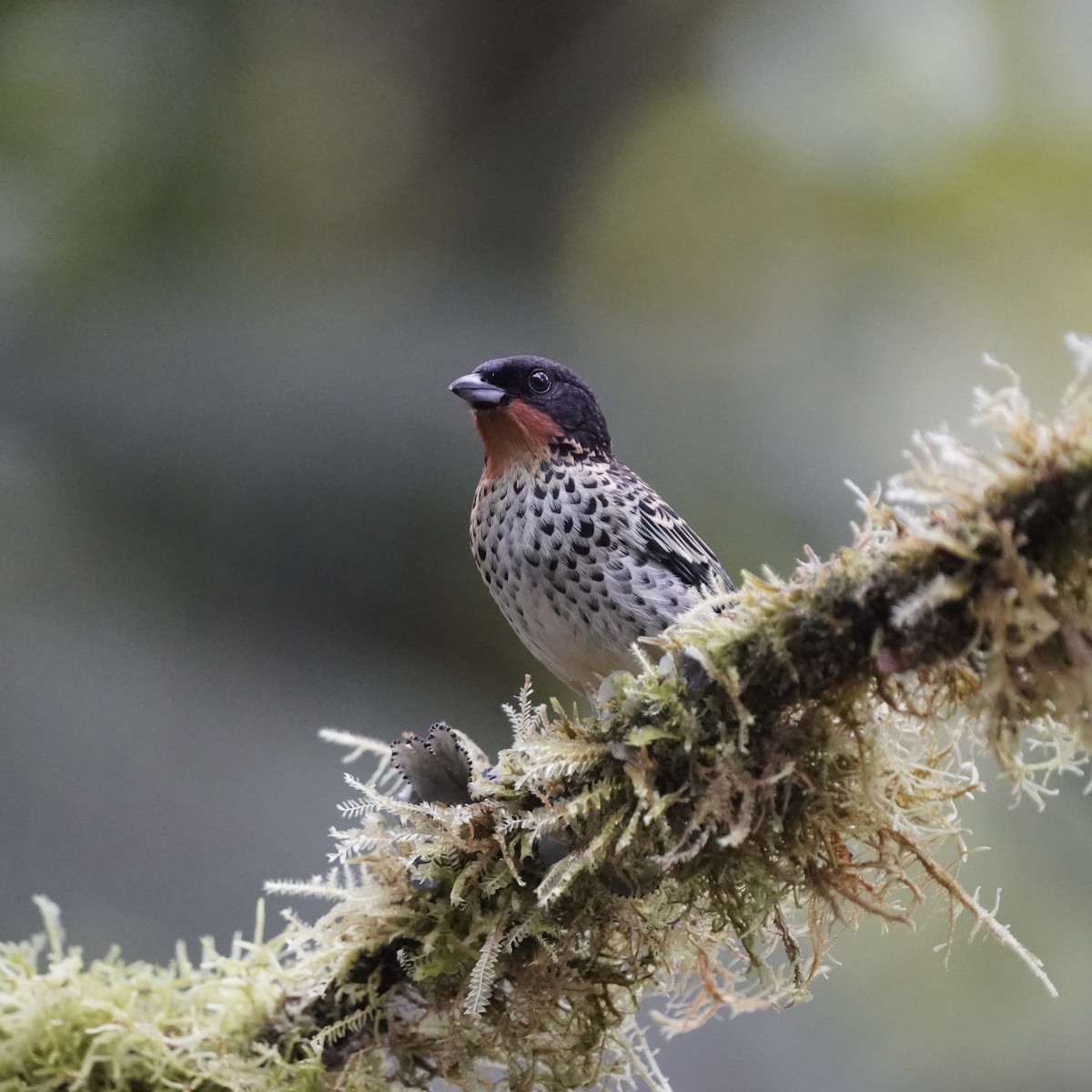 Rufous-throated Tanager - ML646852465