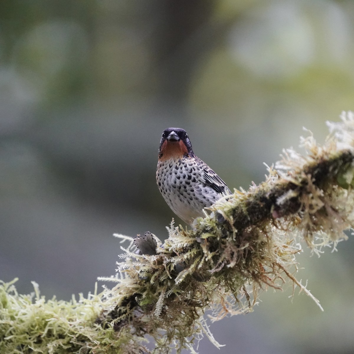 Rufous-throated Tanager - ML646852466