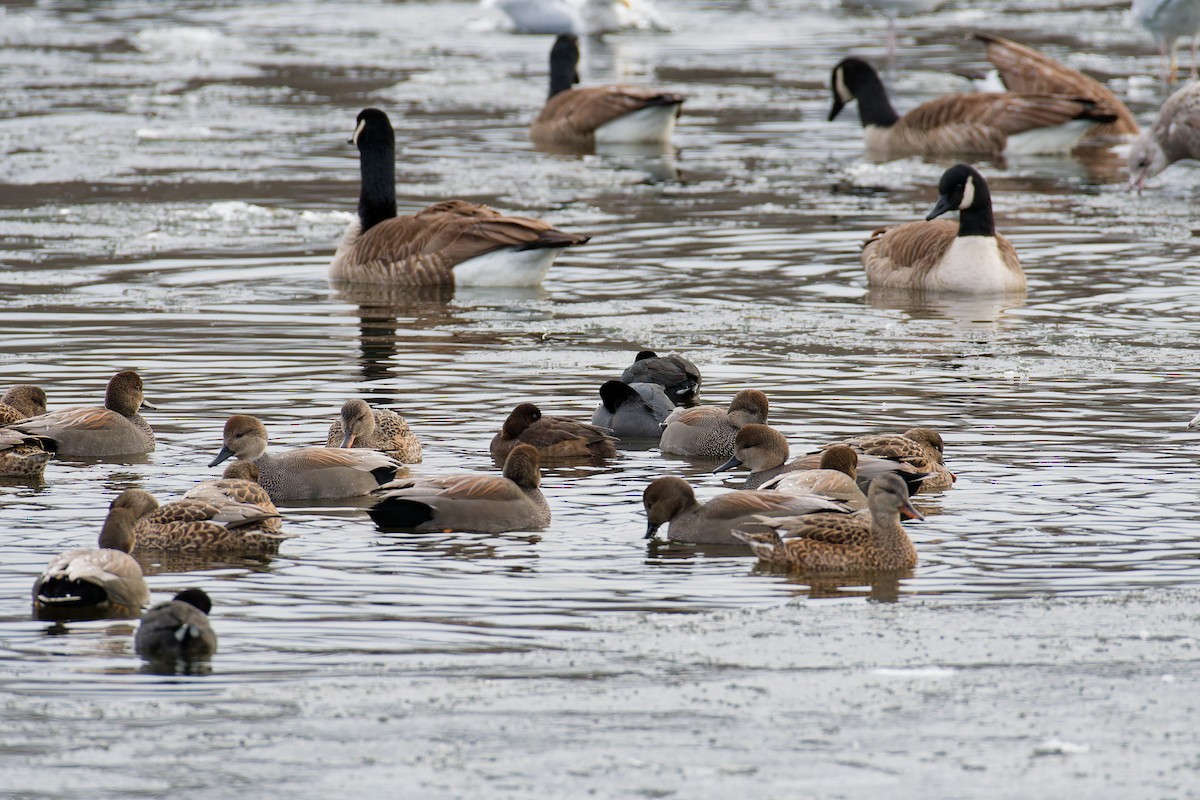 コスズガモ - ML646852467